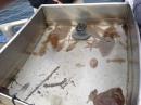 Samples of sea life students collected and identified from the bottom.